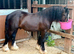 2 Year old Cob Colt.
