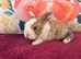 Two beautiful mini plush lops