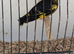 Vietnamese green finches