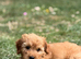 Loving home wanted for our beautiful Havanese puppy
