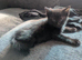 Kittens for sale
