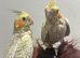 Hand Reared Cockatiels
