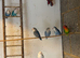 Lovebirds