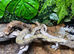 Ghost Nicaraguan Dwarf Boa at Birmingham Reptiles