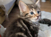 Ragdoll cross kittens