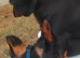 Dashund puppy