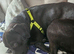 Lad x staffy 2 year old