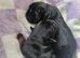 Border terrier puppies