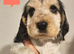 1 Girl and 1 Boy left Show Cocker Spaniel Puppies