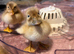 Ducklings!