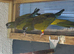 2 Pairs of Patagonian Conures