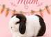 Chocolate & White Vm Mini Lop Doe