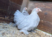 A pair of lavender cuckoo Pekins