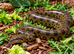 GREEN ANACONDAS