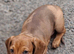 Lovely dachshund dapple boy