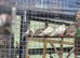 Zebra finches (white)