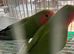 Cute lovebirds