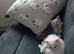 2 beautiful white fluffy kittens and one grey tabby