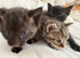 Beautiful kittens