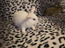 Bunnies