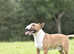 Miniature english bull terrier stud