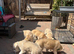 White Swiss shepherd / timber wolf dog