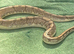 Adult female Enchi ball python