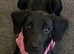 Patterdale terrier female pup