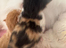 3 gorgeous kittens for sale
