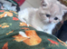 Scottish fold kittens