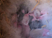 CONTINENTAL GIANT BABIES - AVAILABLE TO RESERVE