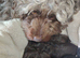 Beautiful cockapoo puppies