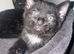 Gorgeous Russian Blue Mix Kittens &ndash; 1 Girl & 1 Boy