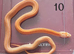 Baby Corn Snakes