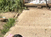Miniature dachshund girl
