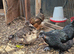 Three Satin Silkie Laying hens for sale