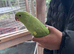 4 years old proven Indian Ringneck pairs