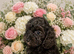 Cavapoos