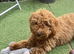 EXCEPTIONAL F2 COCKAPOO GIRL PUP