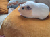 2 male guinee pigs