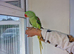 Super Tamed Alexanderian baby parrot