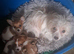 Jackpom puppies