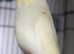 Beautifully Coloured Baby Budgies for pets from &pound;50