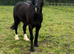 Welsh D gelding