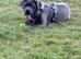 nearly 11 months old female cane corso Zulu