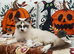 Beautiful 2-Year-Old Bicolour Girl Looking for a Loving Pet Home