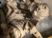 BSH Silver Tabby and Spotted X bundles of love