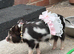 Kune kune