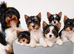 Beautiful tiny little fluffy puppies 2 girls Last girl left!