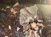 Tarantulas Grown to Adults